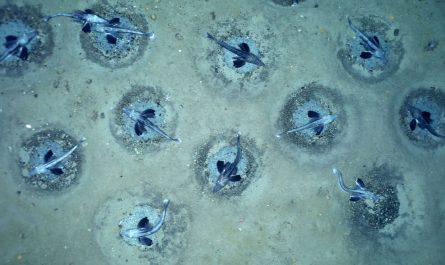 60 milion fish nest were found under the Antarctic ice in 2021. The architectural "underwater city" was constructed by Jonah's icefish. They are the only known vertebrates to completely lack hemoglobin and red blood cells. Their bodies manufacture specialized antifreeze proteins to prevent freezing