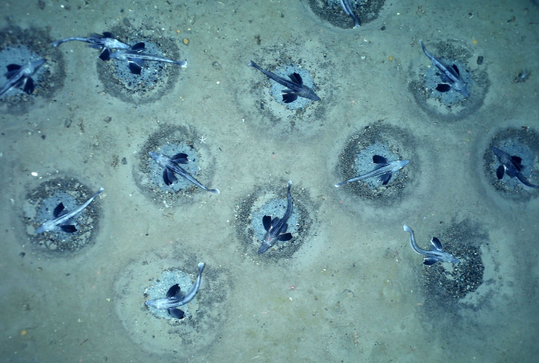60 milion fish nest were found under the Antarctic ice in 2021. The architectural "underwater city" was constructed by Jonah's icefish. They are the only known vertebrates to completely lack hemoglobin and red blood cells. Their bodies manufacture specialized antifreeze proteins to prevent freezing