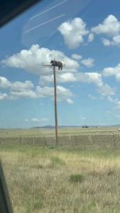 911 operator: "911 what is your emergency?" Caller: "I'm calling to report a bear on top of a power utility pole."