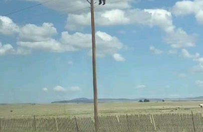 911 operator: "911 what is your emergency?" Caller: "I'm calling to report a bear on top of a power utility pole."