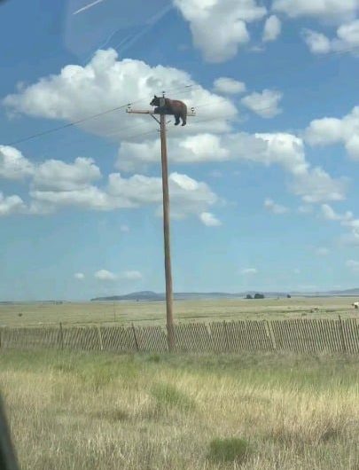 911 operator: “911 what is your emergency?” Caller: “I’m calling to report a bear on top of a power utility pole.”