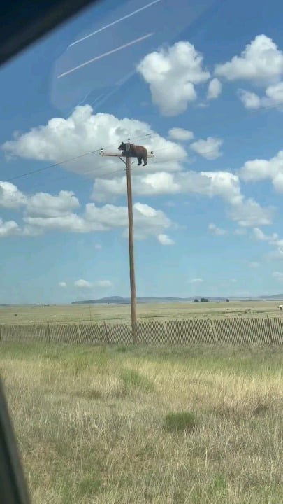 911 operator: "911 what is your emergency?" Caller: "I'm calling to report a bear on top of a power utility pole."