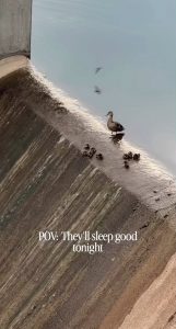 A duck family turned a city lake spillway into a natural water slide