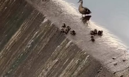 A duck family turned a city lake spillway into a natural water slide