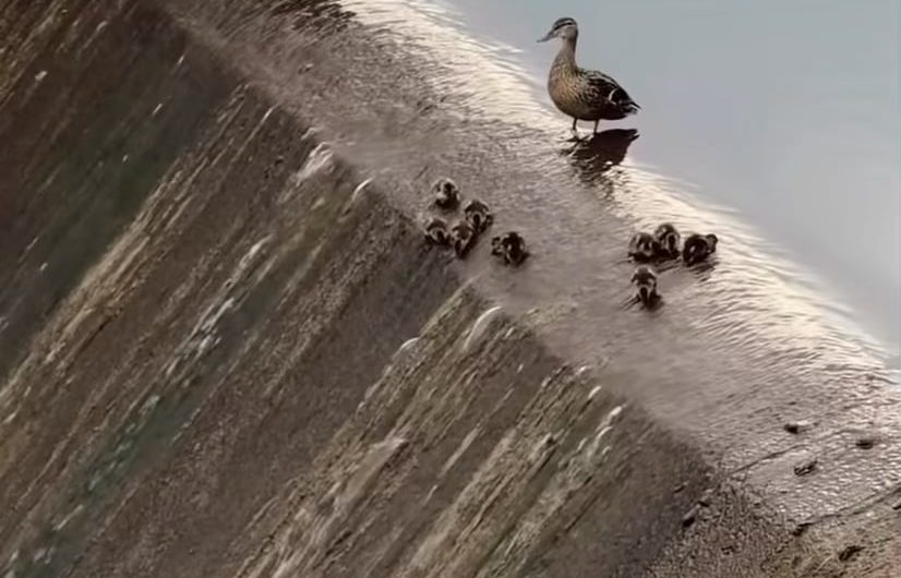 A duck family turned a city lake spillway into a natural water slide