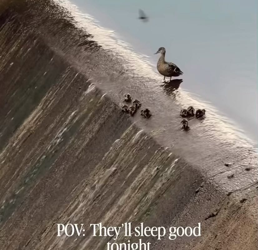 A duck family turned a city lake spillway into a natural water slide