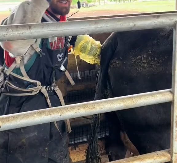 Embryo transfer in cattle, where an embryo from a genetically “elite” cow is implanted into a surrogate cow. Since cows only produce milk after pregnancy, dairy farms typically use artificial insemination as well as hormones to synchronize the herd’s reproductive cycles.