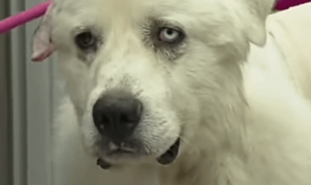 Farm herd Casper, who faced off 11 coyotes and killed 8 of them. He was missing for two days right after which was because he was tracking the remaining coyotes and finishing the job. His vet said he was lucky to be alive and his owner said he will have him retire from herding.