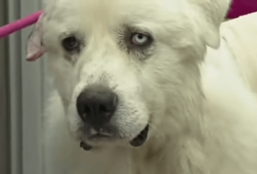Farm herd Casper, who faced off 11 coyotes and killed 8 of them. He was missing for two days right after which was because he was tracking the remaining coyotes and finishing the job. His vet said he was lucky to be alive and his owner said he will have him retire from herding.
