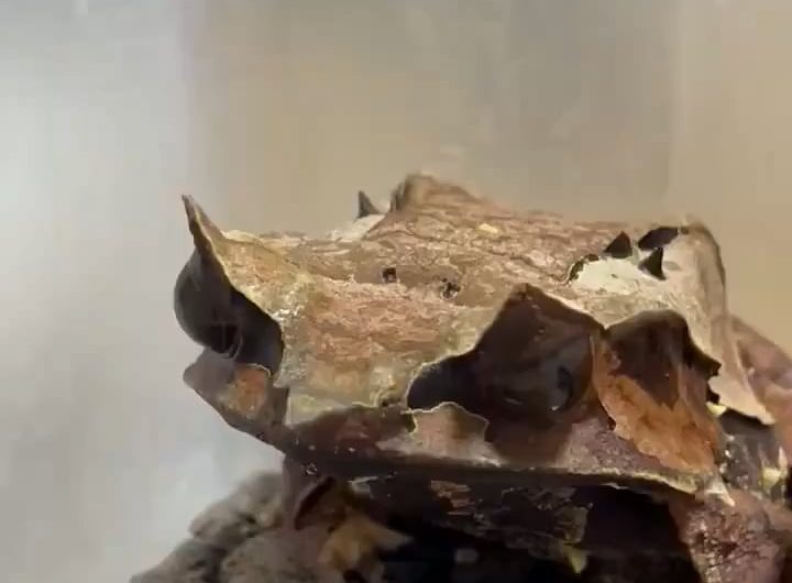 Frog mimicking a dead leaf. Called the long nose, horn frog. lives in the rainforest of Southeast Asia.