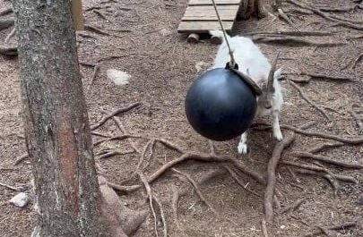 Goat gets a hanging ball swinging so he can play