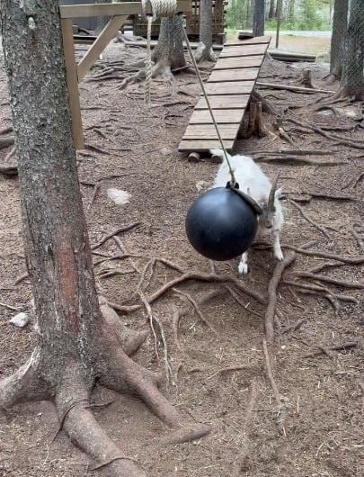 Goat gets a hanging ball swinging so he can play