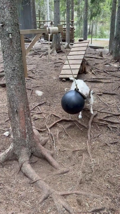 Goat gets a hanging ball swinging so he can play