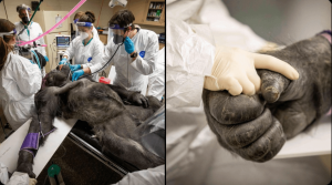 Gorilla holds a nurse's hand during routine medical exam