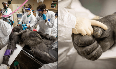 Gorilla holds a nurse's hand during routine medical exam