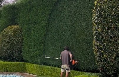 High cutting hedge