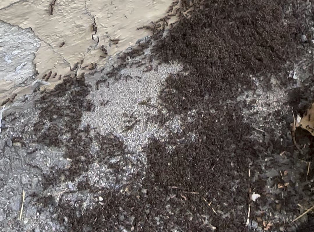 Huge swarm of ants