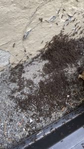 Huge swarm of ants