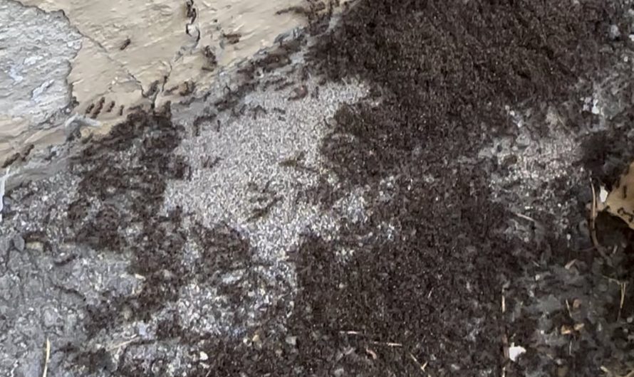 Huge swarm of ants