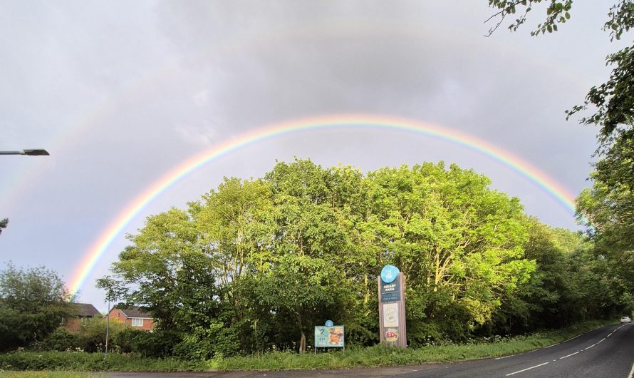 Satisfying rainbow and trees