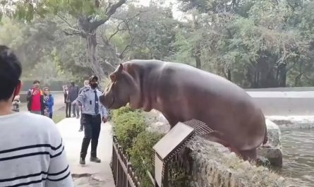 Security Guard risking his life to save incredibly unalarmed zoo visitors from a hippo