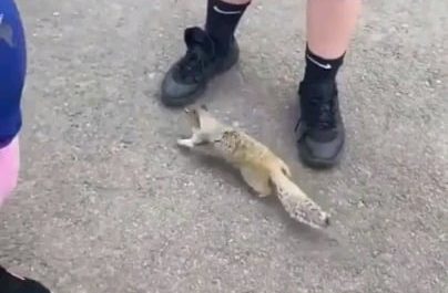 Squirrel asking for water