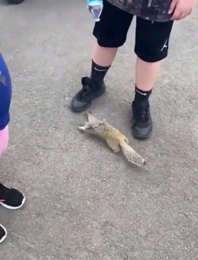 Squirrel asking for water