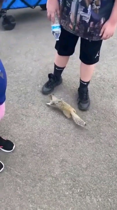 Squirrel asking for water