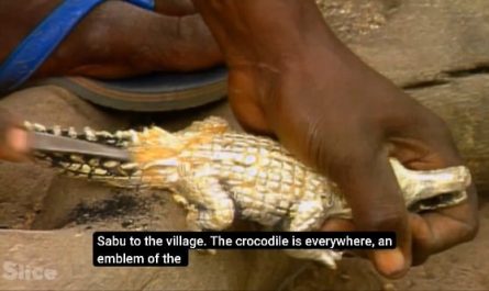 The interesting relationship between the Dogon people and crocodiles.