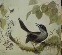 The last audio recording of the now-extinct Kauai bird, recorded by David Boynton in 1987
