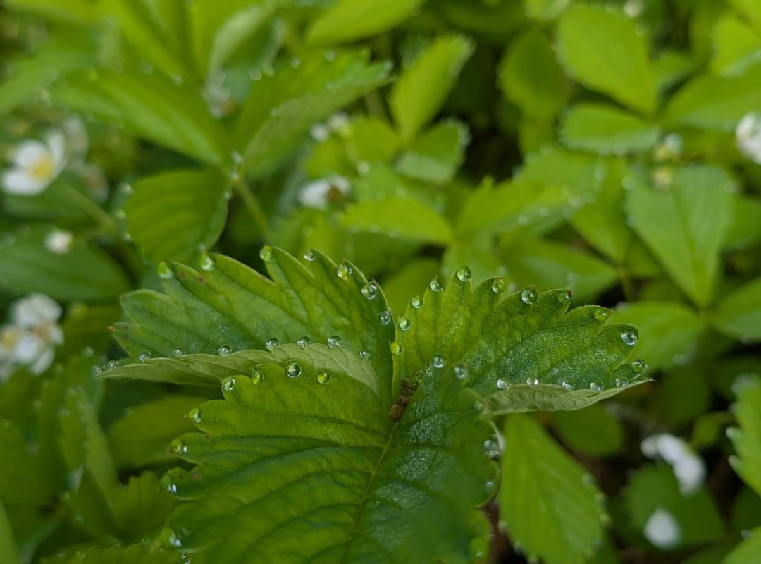 The way the morning dew formed on my strawberry plants