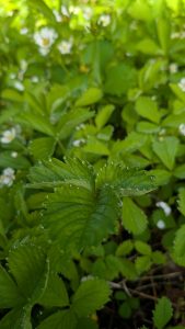 The way the morning dew formed on my strawberry plants