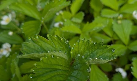 The way the morning dew formed on my strawberry plants
