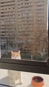 This cat shows up every single day just to slap the guy next door.