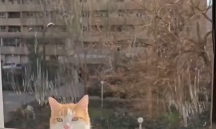 This cat shows up every single day just to slap the guy next door.