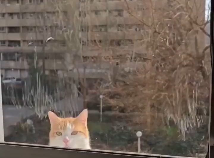 This cat shows up every single day just to slap the guy next door.