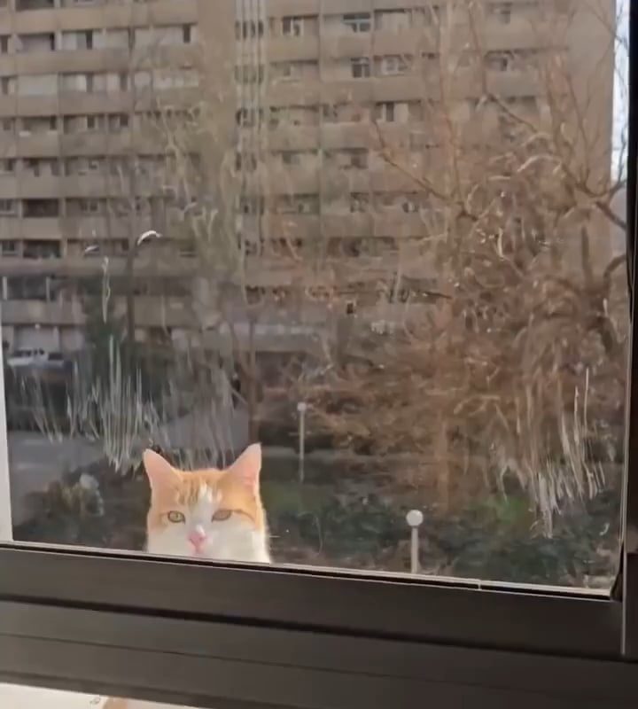 This cat shows up every single day just to slap the guy next door.
